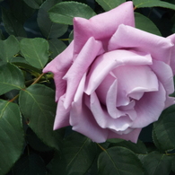 智光山公園・薔薇4