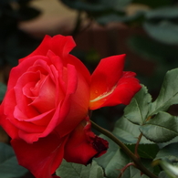 智光山公園・薔薇6