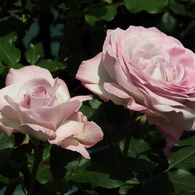 智光山公園・薔薇9