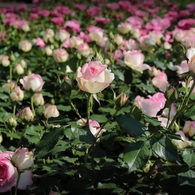 神代植物公園のバラ －８