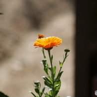 一凛の花