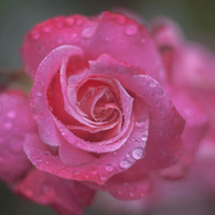 雨の薔薇園