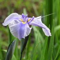 智光山公園・花菖蒲4