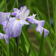 智光山公園・花菖蒲6