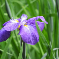 智光山公園・花菖蒲8