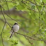 目が合った！　DSC_3488