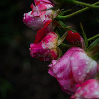 雨の薔薇園