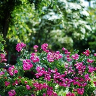 薔薇バラばら