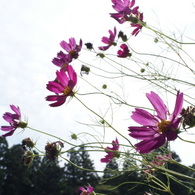 コスモス-2010