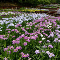 枚方市　山田池公園にて