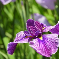 北山公園・菖蒲苑7