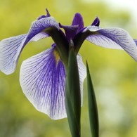 北山公園・菖蒲苑8