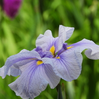 北山公園・菖蒲苑9