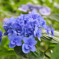 豊島園・額紫陽花18