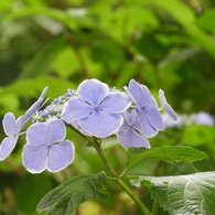 豊島園・額紫陽花19