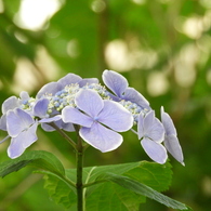 豊島園・額紫陽花20