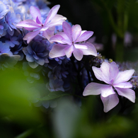 白山神社 紫陽花