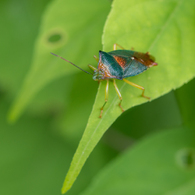 セアカツノカメムシ