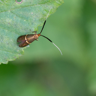 ケブカヒゲナガガ♀