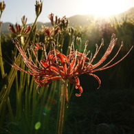 10彼岸花09
