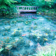 モネの池