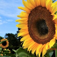 やっと、夏の日差し