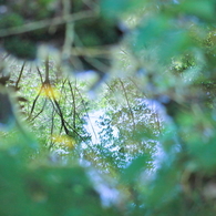 水たまりの中の風景