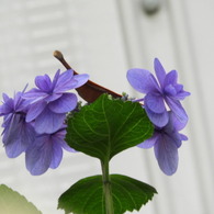 豊島園・紫陽花6