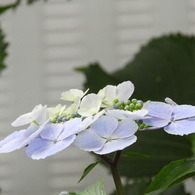 豊島園・紫陽花9