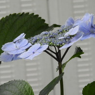 豊島園・紫陽花10