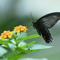 黄色の花に黒い蝶