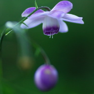 お先に開花宣言！