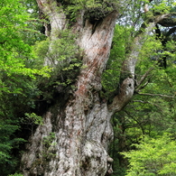 Japanese natural King