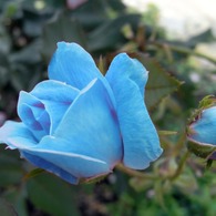 Blue Rose
