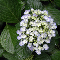 紫陽花