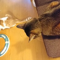 そらと、なぎの日常