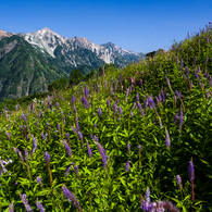花穂と三山