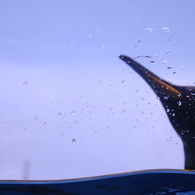 ペンギンさん