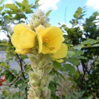 小さな旅の終わりの道標　（コペンハーゲンの野原の花）