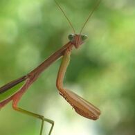 カマキリ