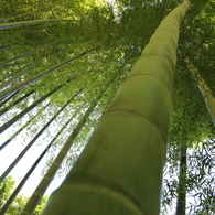 天までとどく竹