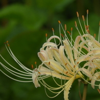 曼珠沙華5