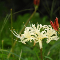 曼珠沙華6