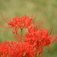 彼岸花10