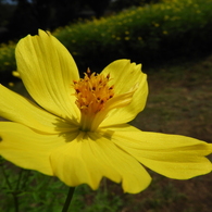 昭和記念公園・秋桜 7