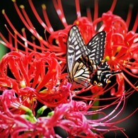 曼珠沙華の秋とナミの舞～ⅲ