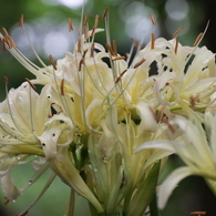 白花彼岸花５