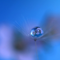 野の花も青空が好き