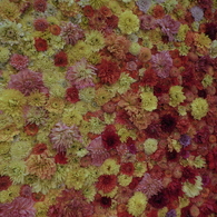 ダリアの華展10