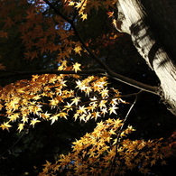紅葉を透ける光で